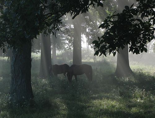 Horses grazing in the misty forest at Mistvale Hollow