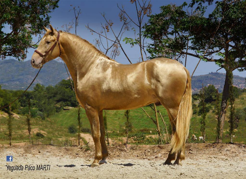 Cielo Oro