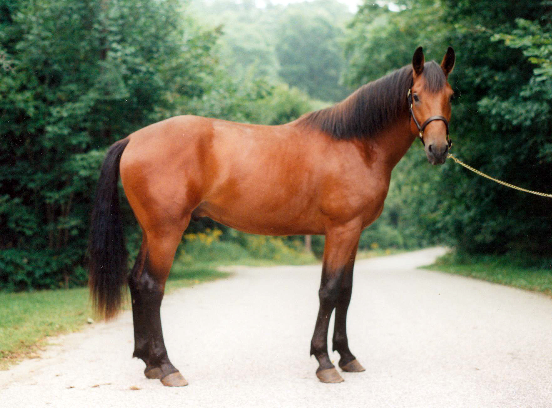Mistwood Bastiaan