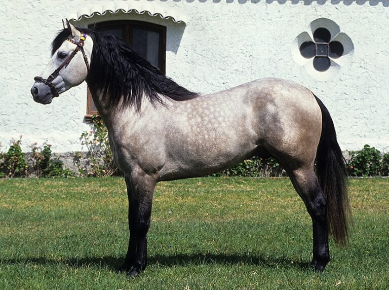 Rocinante