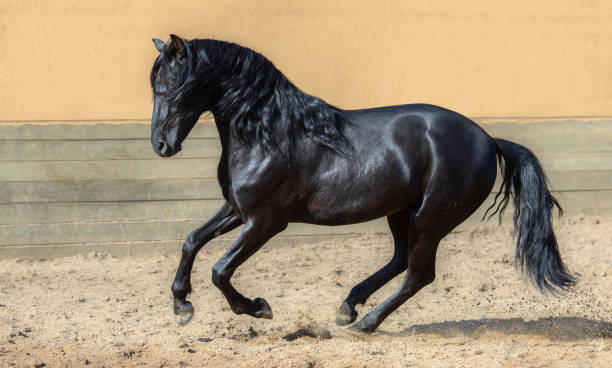 Viuda Negra